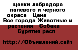 щенки лабрадора палевого и черного окраса › Цена ­ 30 000 - Все города Животные и растения » Собаки   . Бурятия респ.